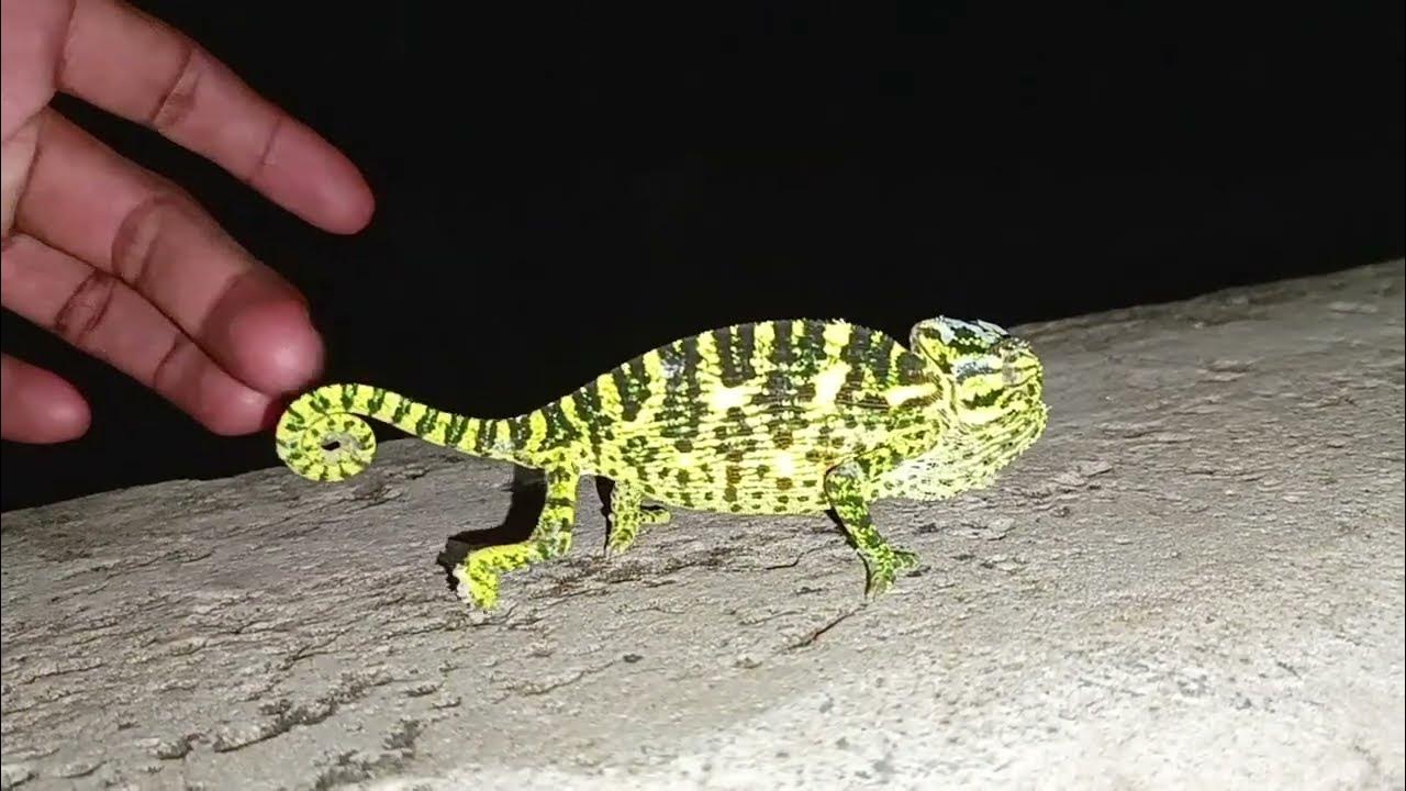 Chameleon video. - YouTube
