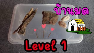 สร้างบ้านมดเบื้องต้น #เลี้ยงมด​​​ EP. 4