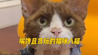 这德文成精了，开门关灯听人话，这猫咪智商堪比六岁小孩！ by Cute Pet Collection 481 views 1 month ago 3 minutes, 39 seconds