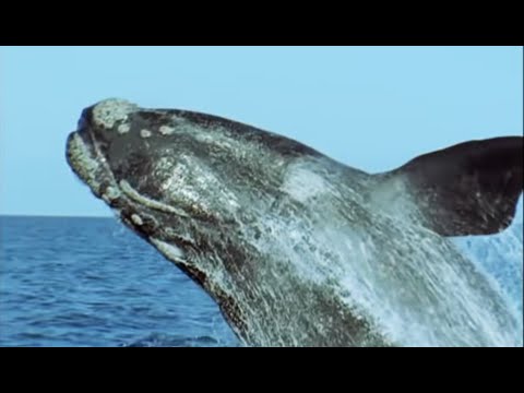 Breeding Southern Right Whales | Attenborough | Life of Mammals | BBC