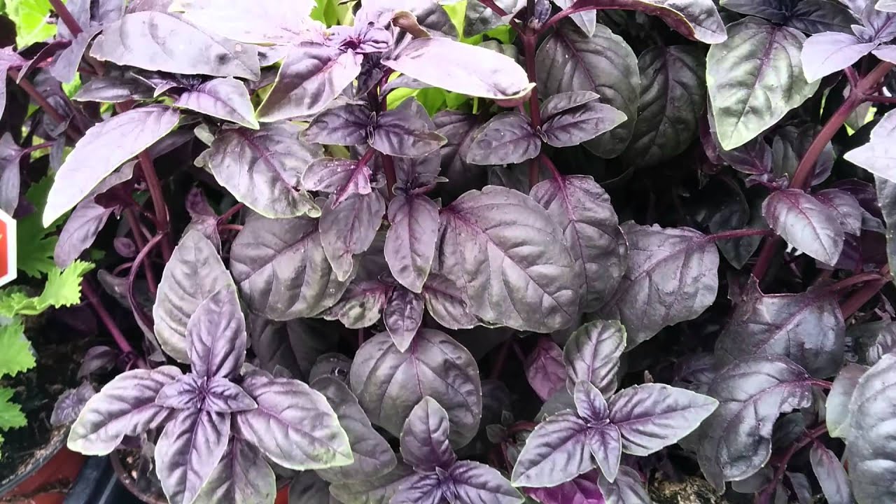 Alijardin... Ocimum basilicum var. purpurascens 
