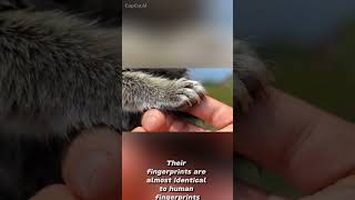 #crimesceneanalysis #koalas #funfacts #animals 