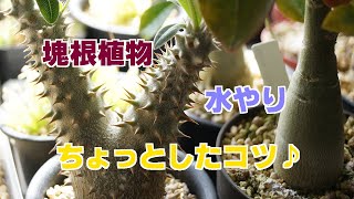 塊根植物を育てる時のちょっとしたコツ♪