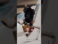 Sone hi nehi deta😤#dog #funny #beaglecrew #pets #trending #shortvideo #shorts #viral #comedy #reels