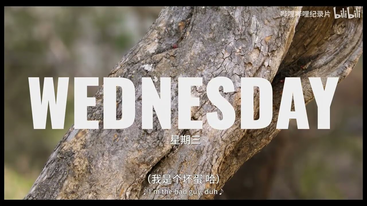 2. Watching a honey badger's week through the lens of Bad Guy