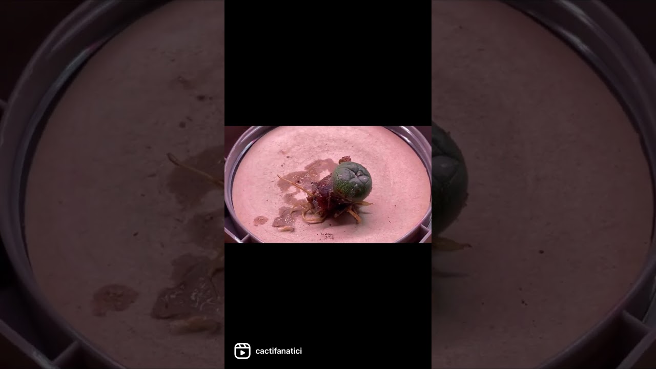 Contaminated plant tissue culture