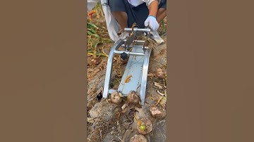 Smart tool for cutting onion stems with onion bulbs #shorts