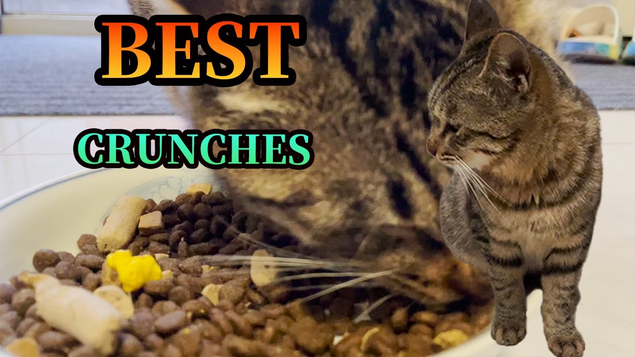 HE FINALLY STOPPED RUNNING: 8 Minutes of a Shy Rescue Cat Enjoying His First Peaceful Meal 🥺 (ASMR)