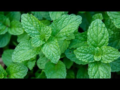 Vídeo: La mentha spicata és menta?