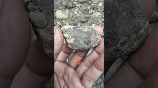 fosil kepiting sepuh tebungkus unik antik,, 👍