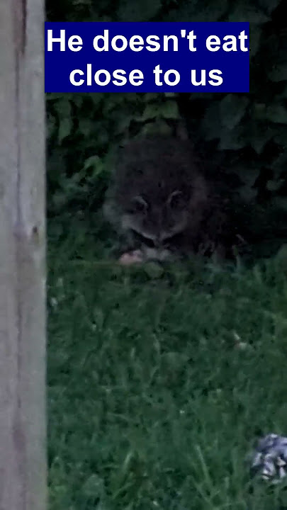 Ep2 Boy Raccoon