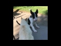 Bull Terrier Puppy verse mean old Cat