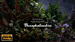 Low Tech Aquascaping With Bucephalandra