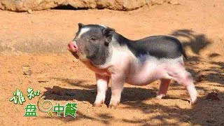 体型小却价值高！看看在海南养殖五脚猪，如何拱开致富门！丨「谁知盘中餐」20220629