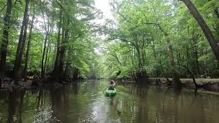Congaree National Park 6.18.26 with Carolina Outdoor Adventures