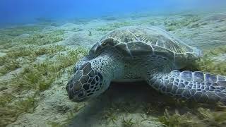 Extra Divers: Equinox House Reef / Egypt