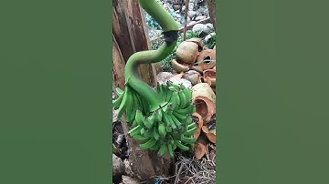 buồng chuối độc lạ nhất của năm 2020