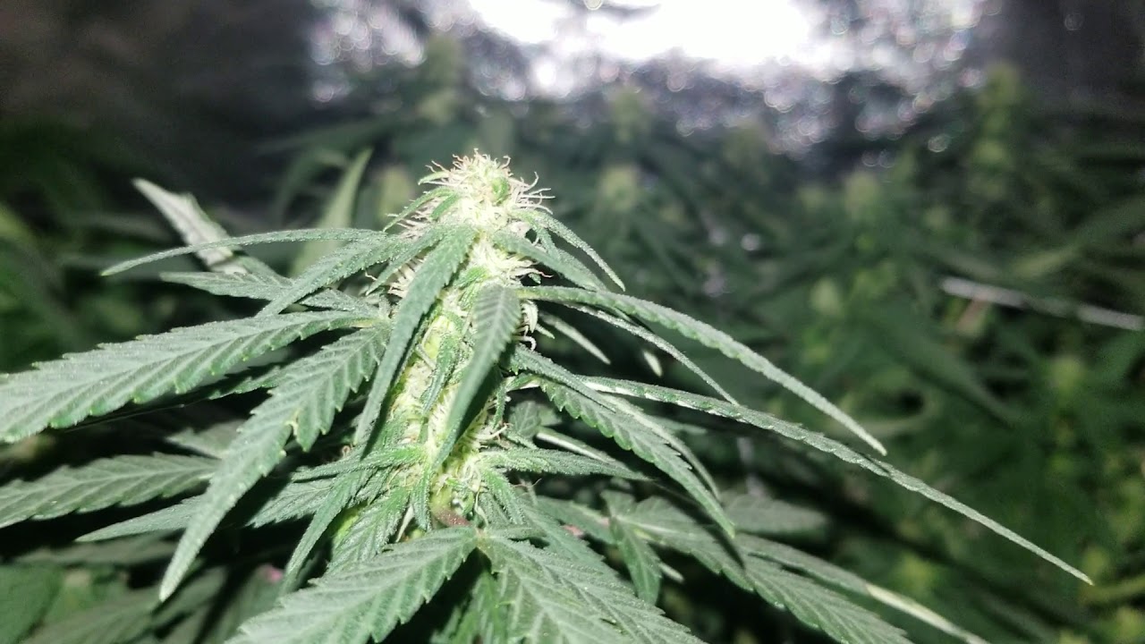 Growing cannabis indoor. 1st time grow week 2 flower