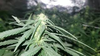 Growing cannabis indoor. 1st time grow week 2 flower