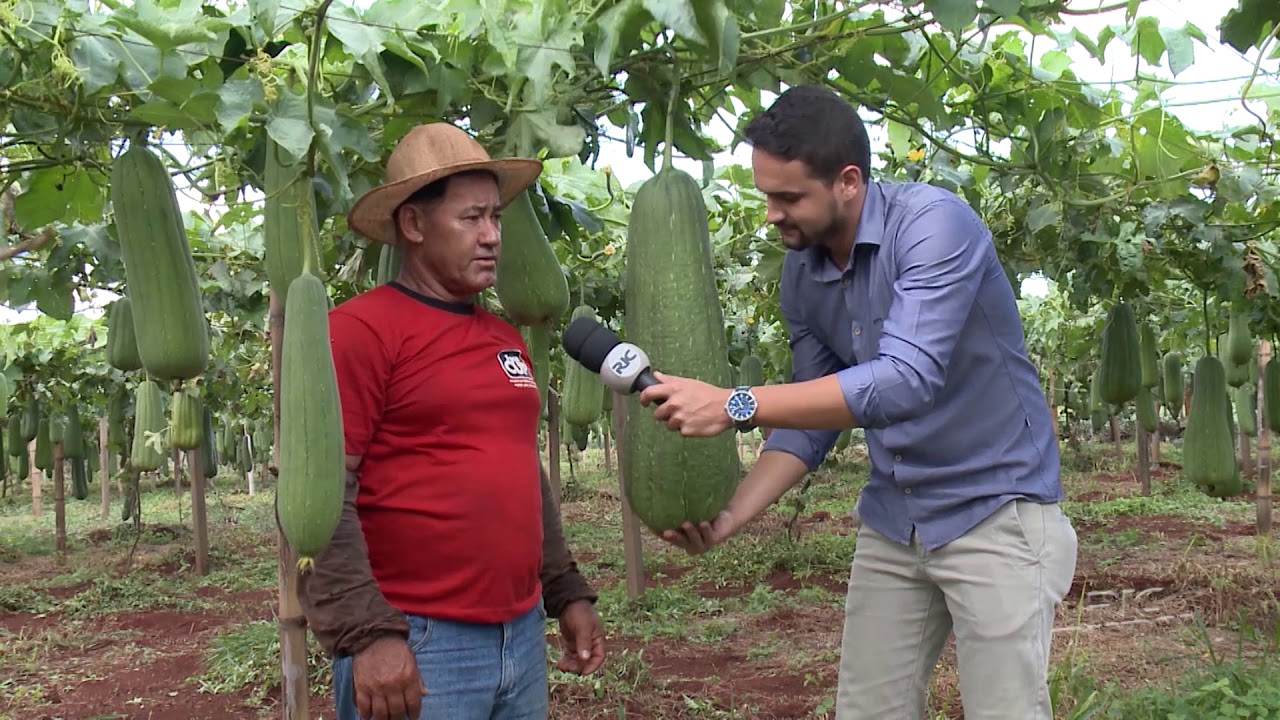 Agricultor troca produção de uva por bucha em Marialva