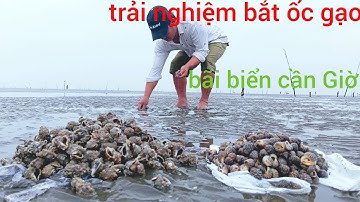 trải nghiệm bắt ốc gạo trên bãi biển cần Giờ khi con nước rút thành quả bất ngờ