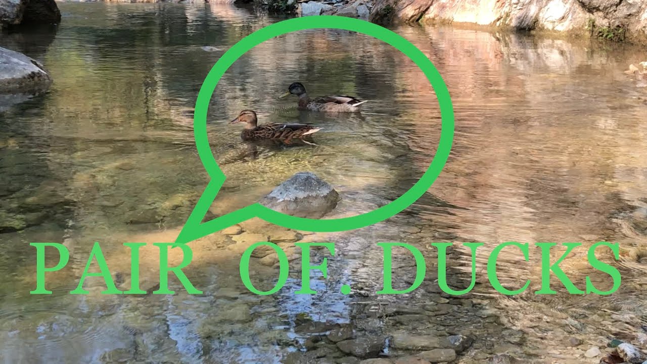 4k-lucky-rubber-ducky-youtube