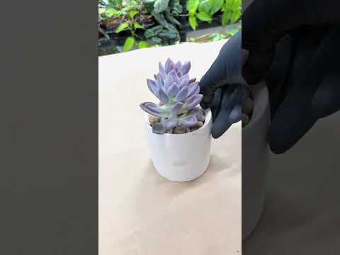 Video: Echeveria Şirəli Bitkiləri – Argentina Echeveria Bitki Qulluğu haqqında məlumat əldə edin