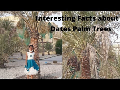 Video: Date Palms På Kanten Av Afrika