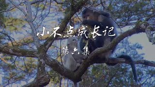 滇金丝猴“小不点”成长记第六集《“小不点”一家三口团聚》