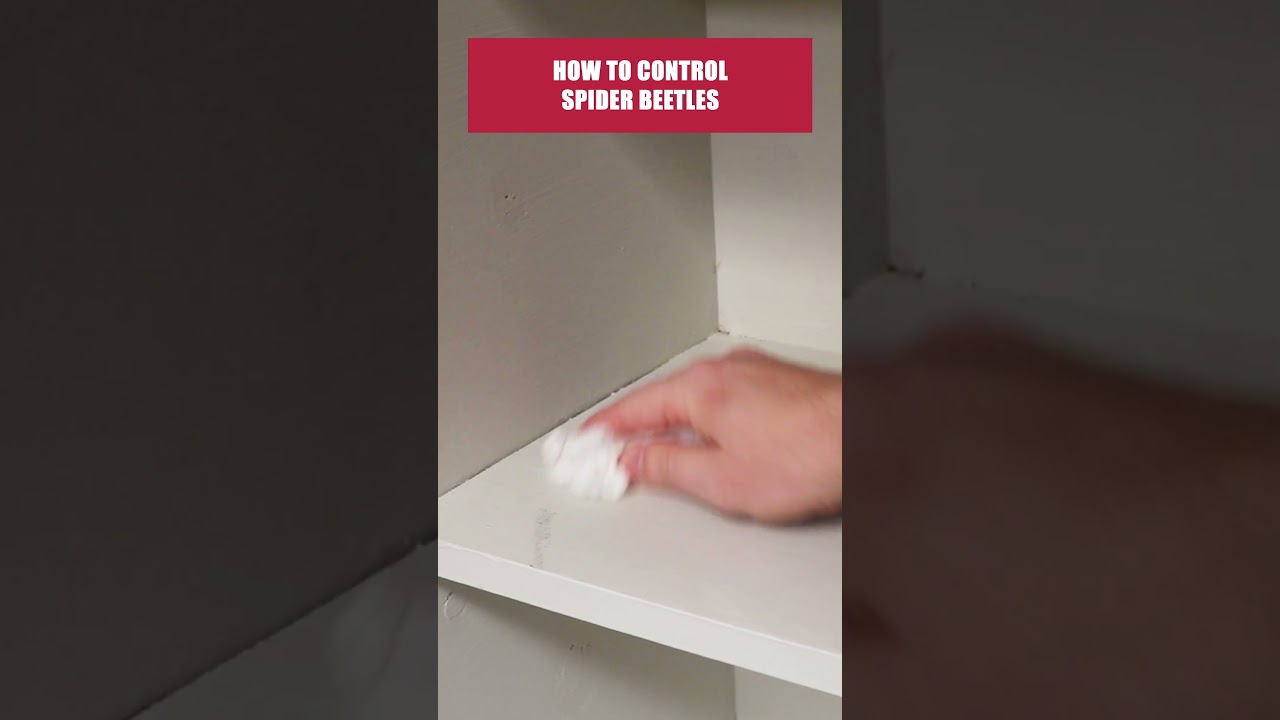 The Quick Guide to Spider Beetles! [DIY Pest Control]