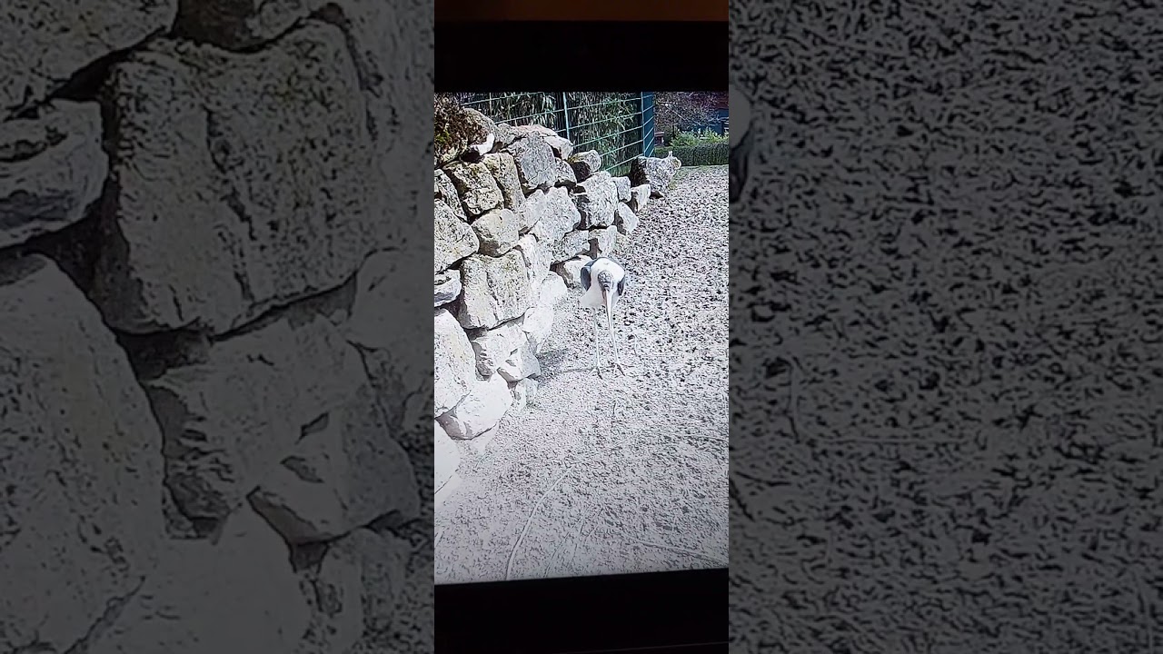 African marabou# shorts