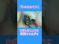 化石みたいな耳垢 #earcleaning #耳垢 #耳掃除