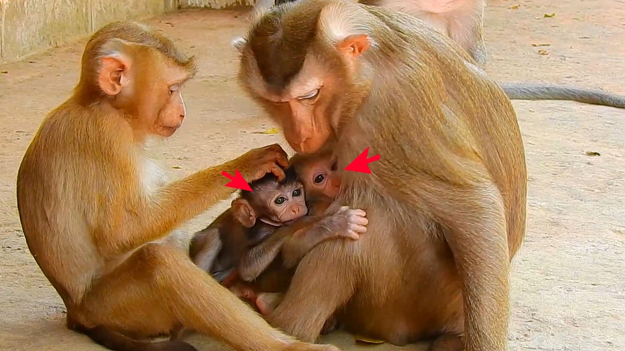 Newly baby want to have good mother like newborn Lucan, Newly baby want new mother take care of him