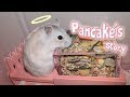 My Coworkers Surrendered a Hamster to Me! | Meet Pancake | Munchie&#39;s Place