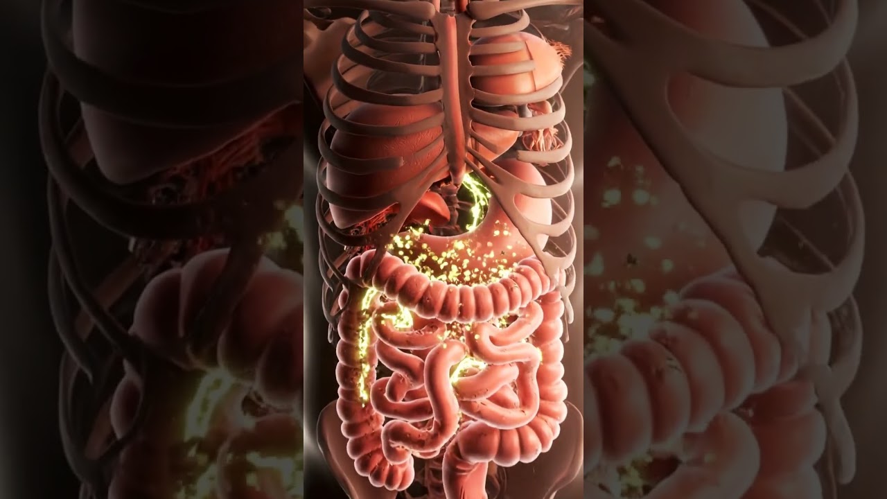 What Happens Inside Your Body After Eating Pomegranate 🍎 | 3D Digestive Animation 