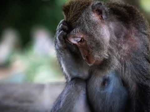 achorda - Listening