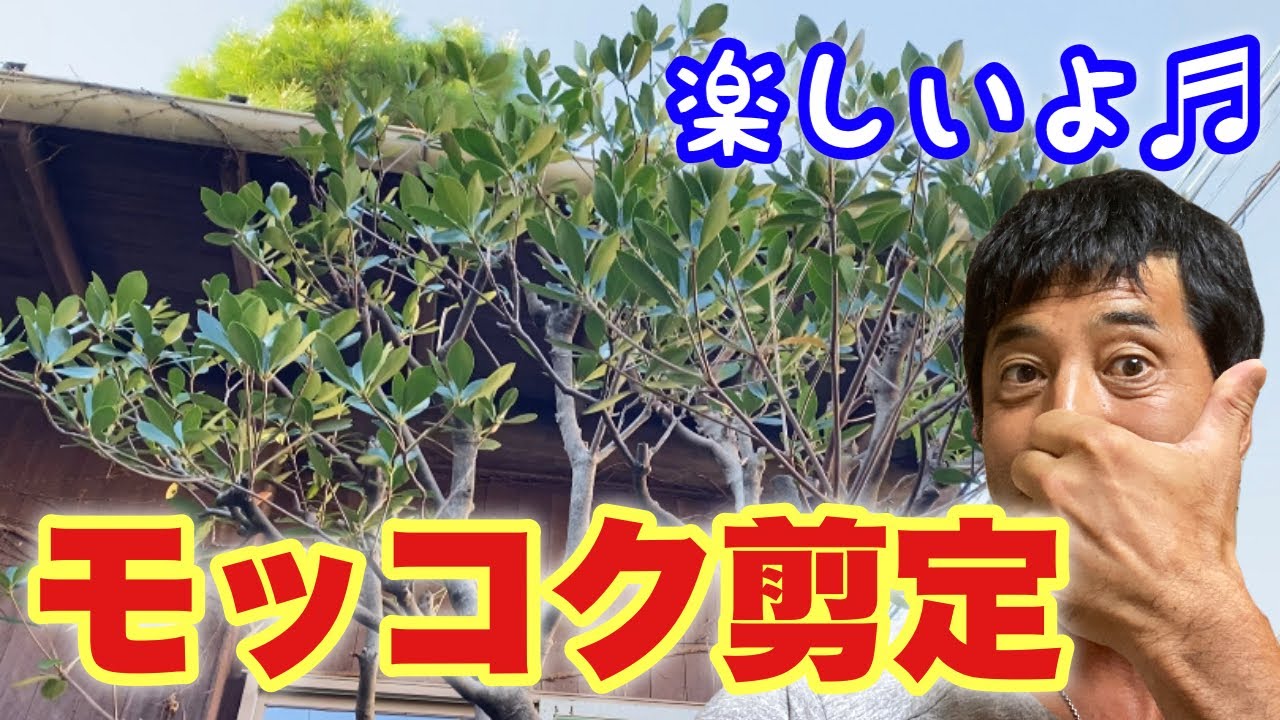 モッコク剪定【植木屋作業動画】庭木の王様は見た目が命🔥 - YouTube