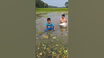 Village Boy catching huge catfish with Ucha Net Trap in Beel water #ucha_net_trap_fishing #fishing