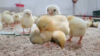 O Küçücük Yumaklara Ne Oldu? Civcivlerin İnanılmaz Değişimi