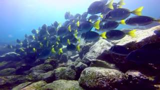 Galapagos 2016