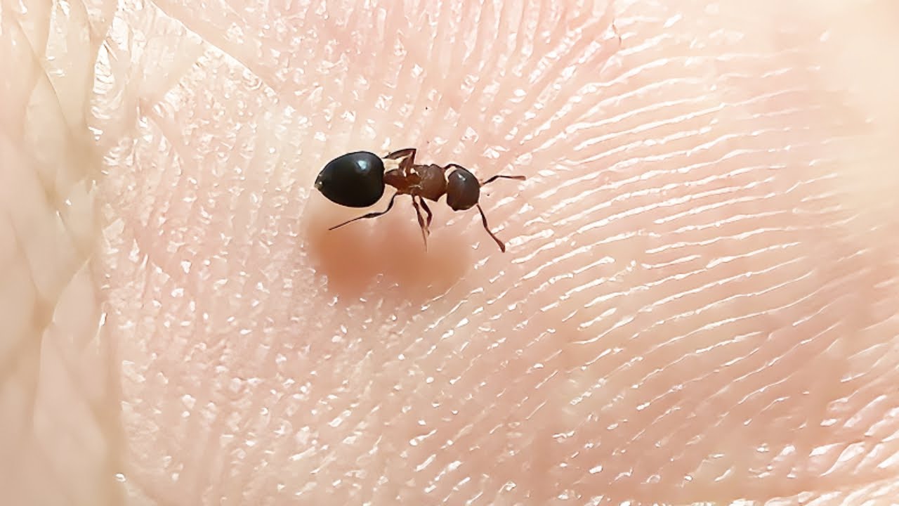 After raising two-colored shield-chested leaf-cutter ants for 26 days, they became like this