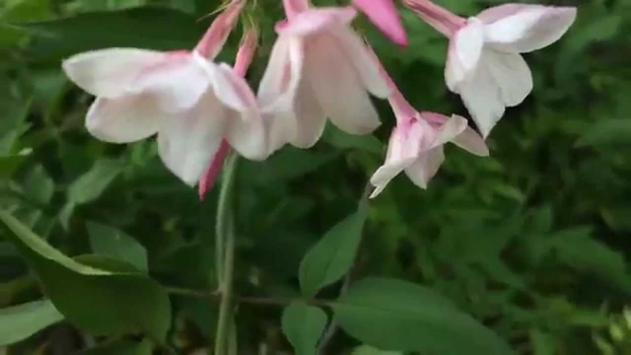 Jasminum stephanense ou Jasmin stéphanois