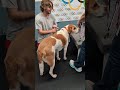 FYDOLAND Doglympics Longest Sit Awards Presentation