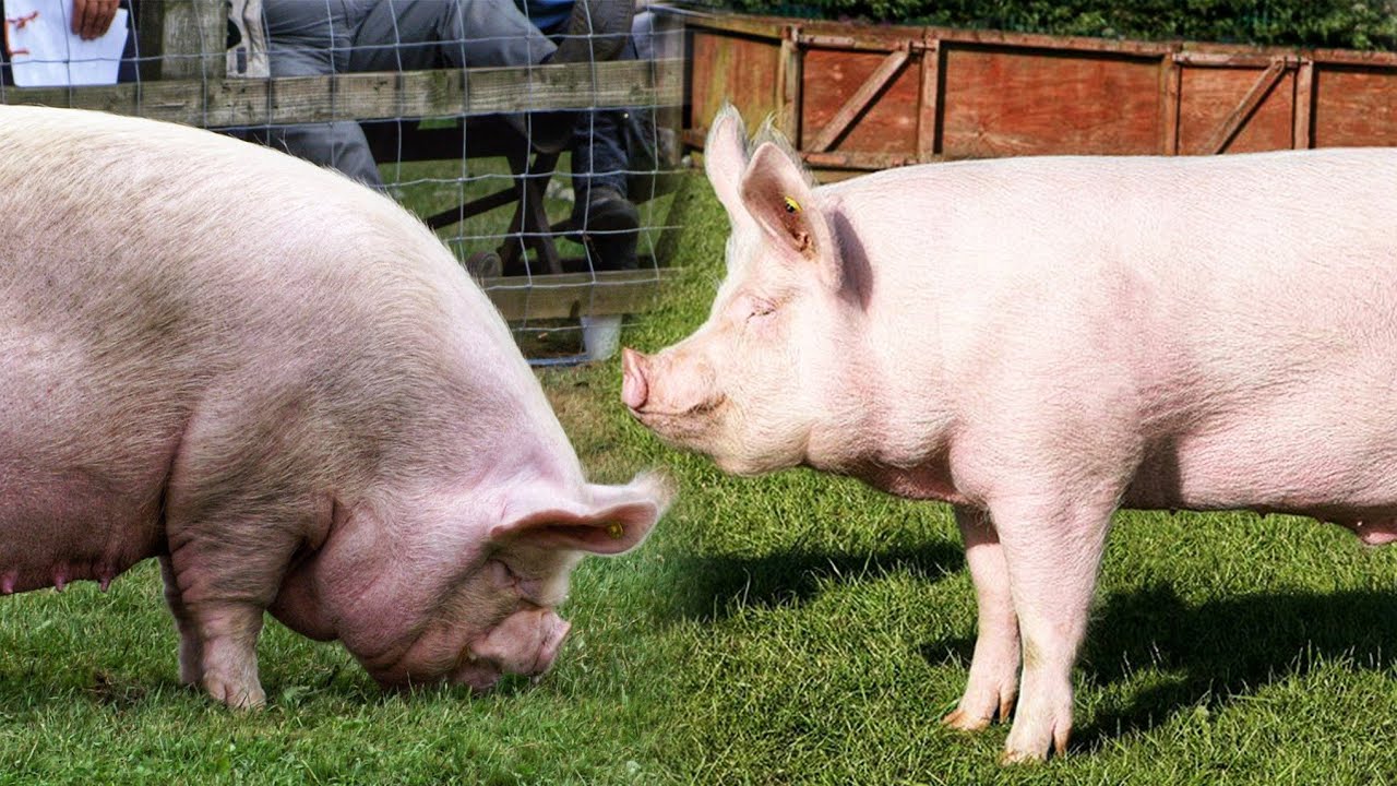 Как выбрать лучших свиней при открытии фермы! | ПОДРОБНЕЕ