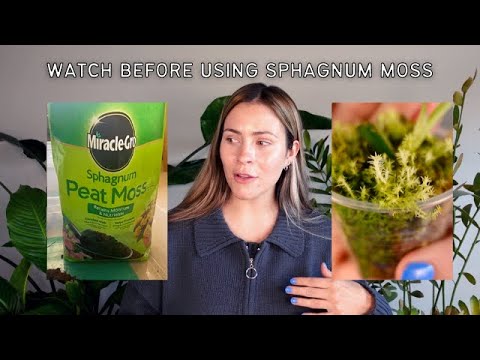 What To Know Before Using Sphagnum Moss Peat Moss for your Houseplants 