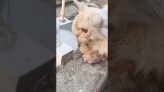 please subscribe itna din se 7 hi subscribers h #shortvlog #luna #funny #trendingshorts #youtube