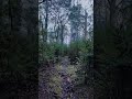 Mount Donna Buang #Victoria #Australia #outback #bushwalk #nature #asmr #travel #outdoors #hike