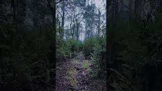 Mount Donna Buang #Victoria #Australia #outback #bushwalk #nature #asmr #travel #outdoors #hike