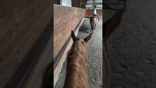 Zapi VLOGGG #horse #equestrianjourney #horseenthusiast #equestrian #horsefan #horsegirl #horsetrack
