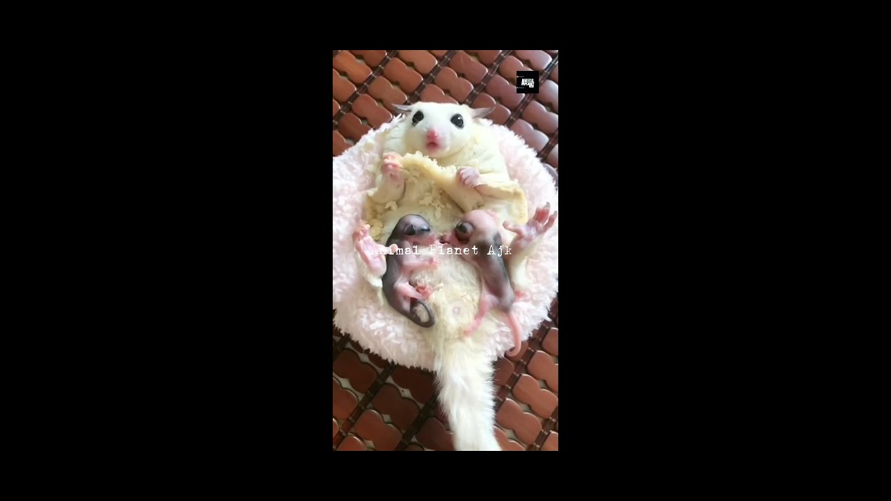 Sugar glider Sugar gliders Sugar glider pets Sugar glider pets